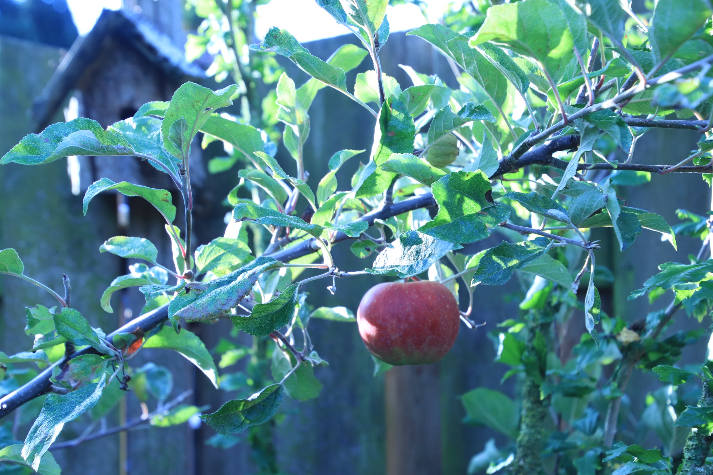 banner_picture