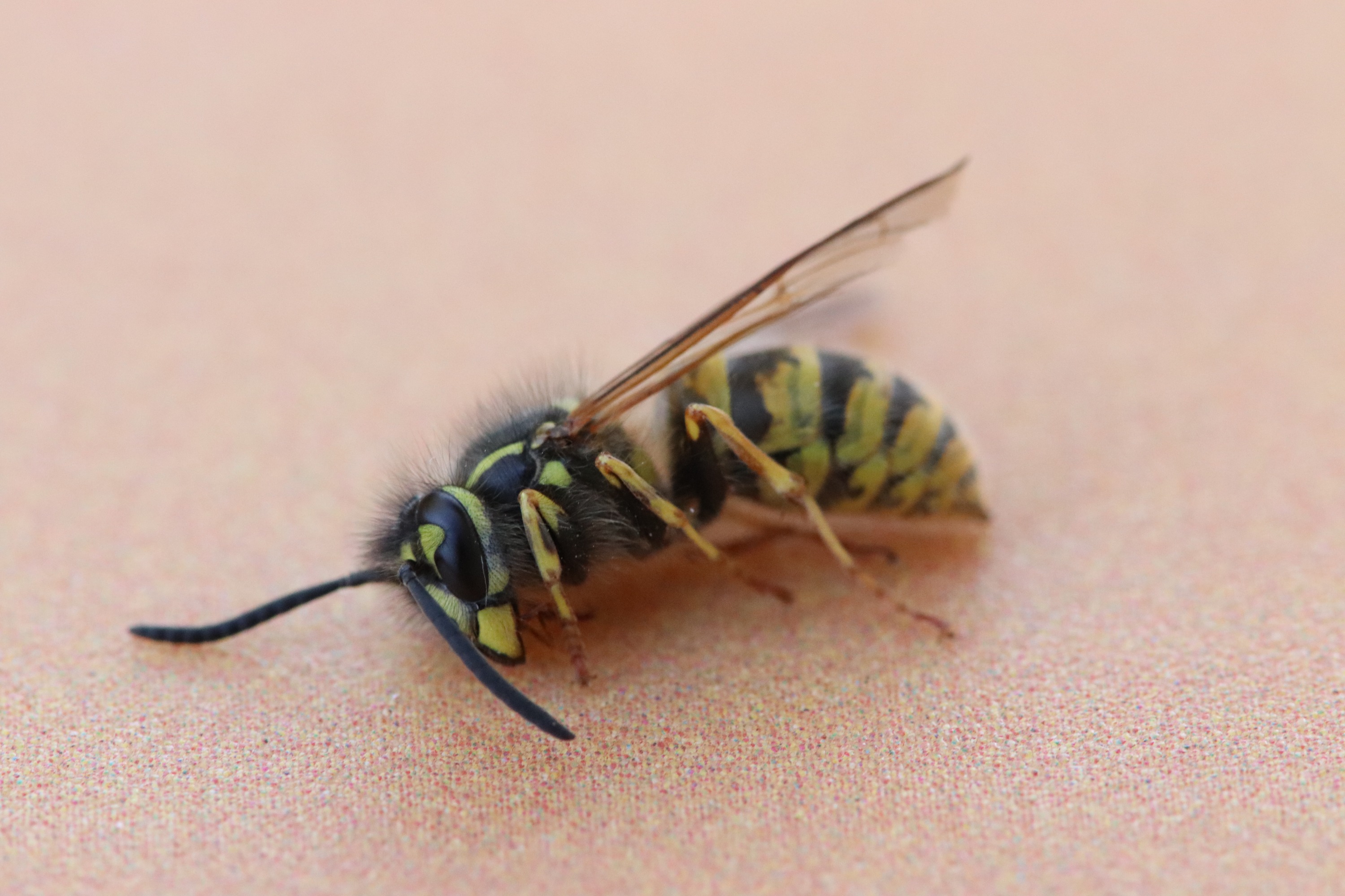 banner_picture