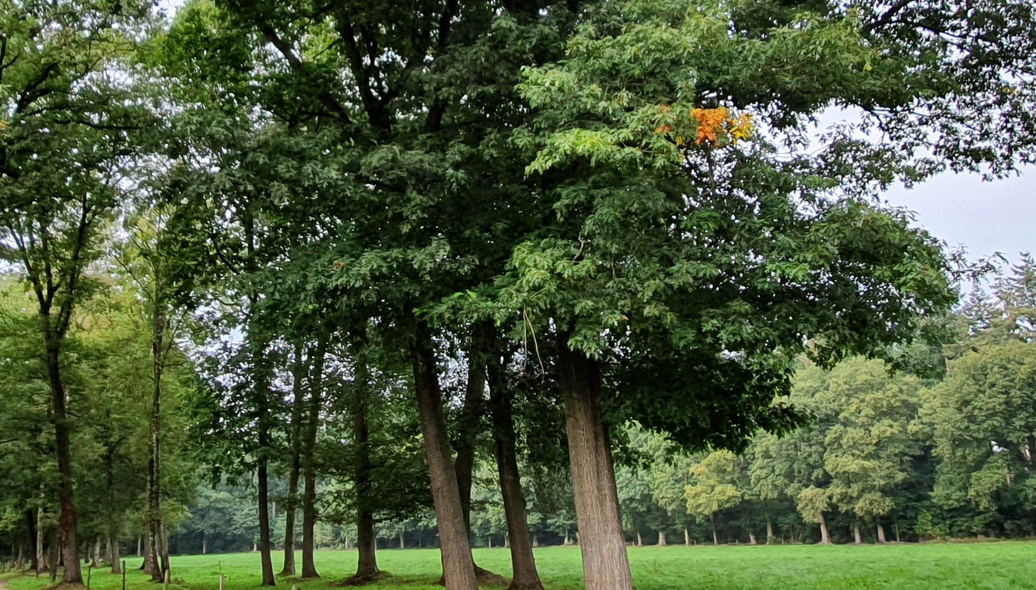 banner_picture
