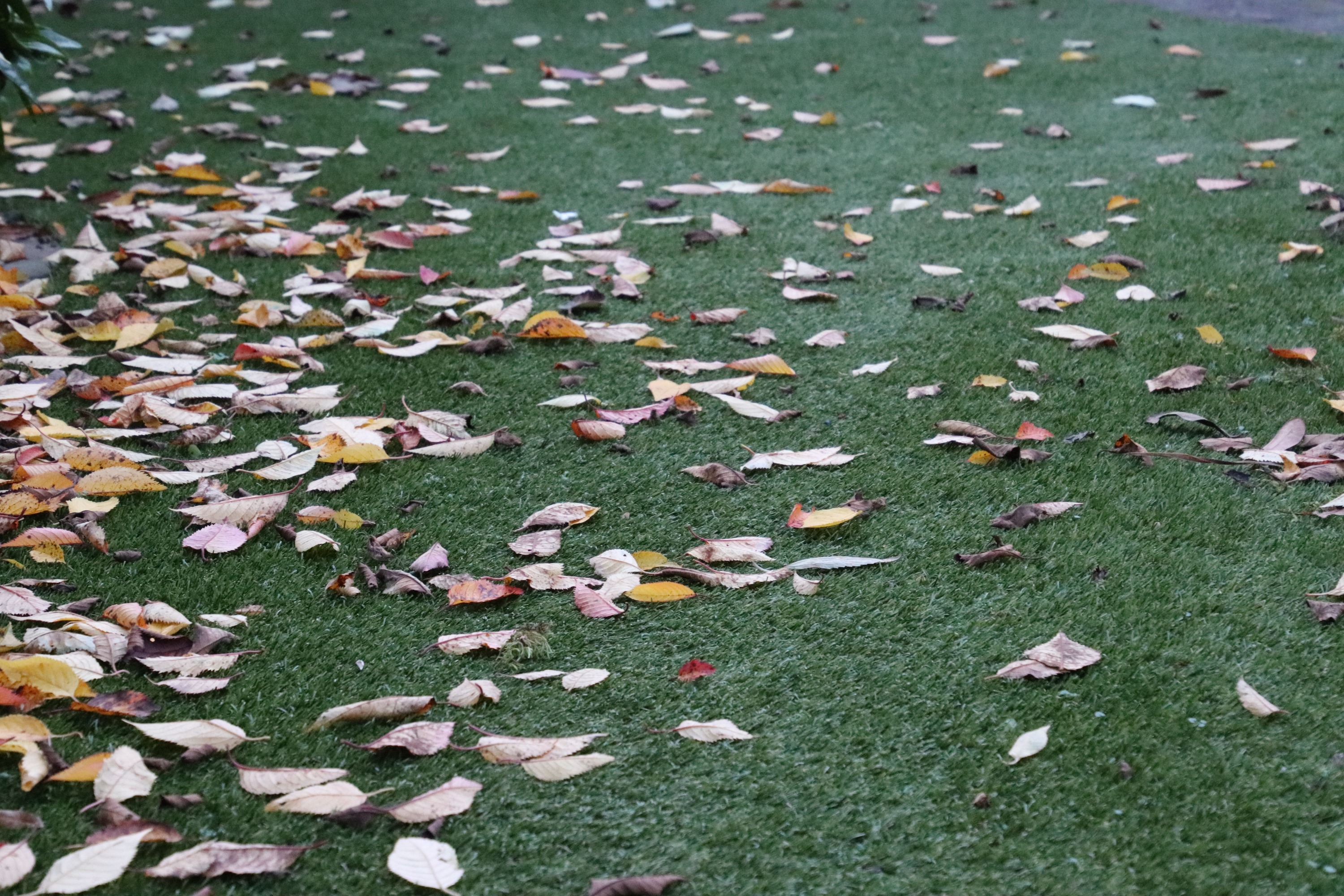 banner_picture